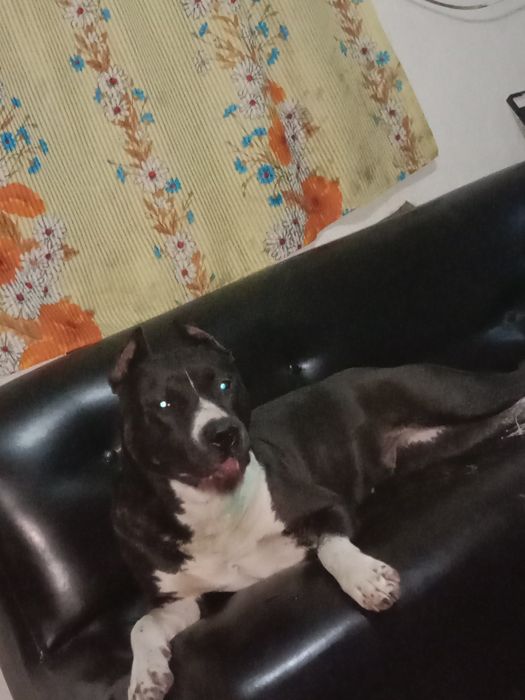 Чёрный стаффорд 2 года