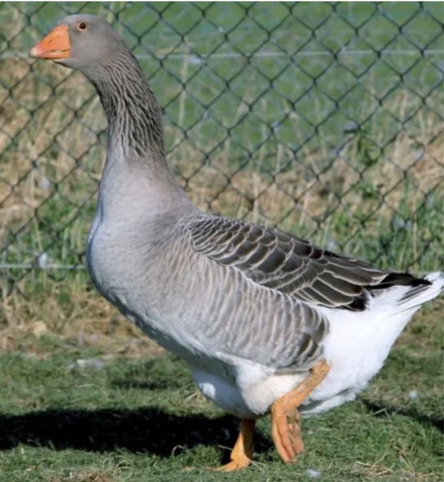 Бройлеры,гусята,утята