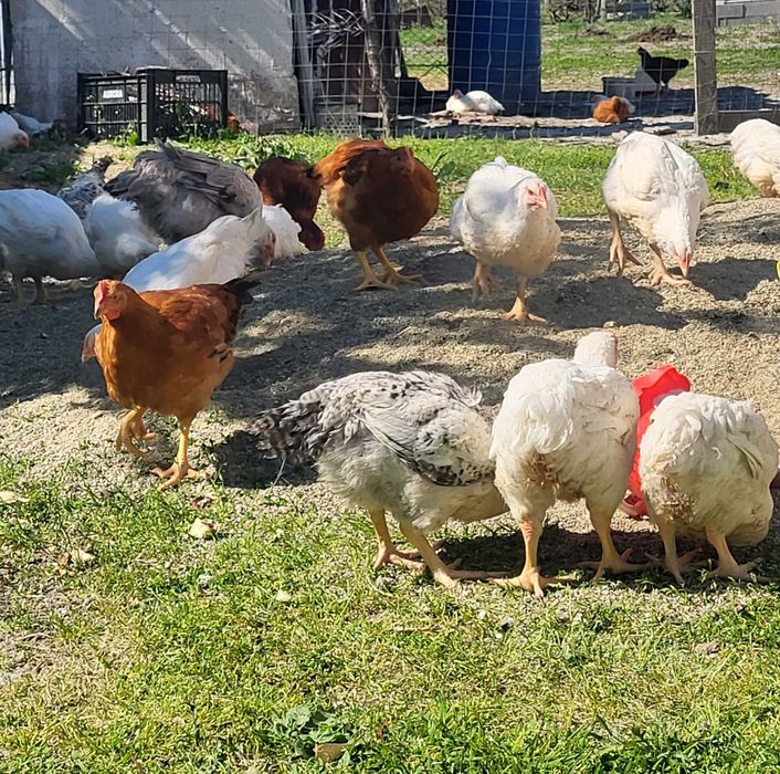 Pui de vânzare la bucata