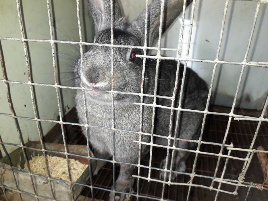 Кролики с гарантии домашние