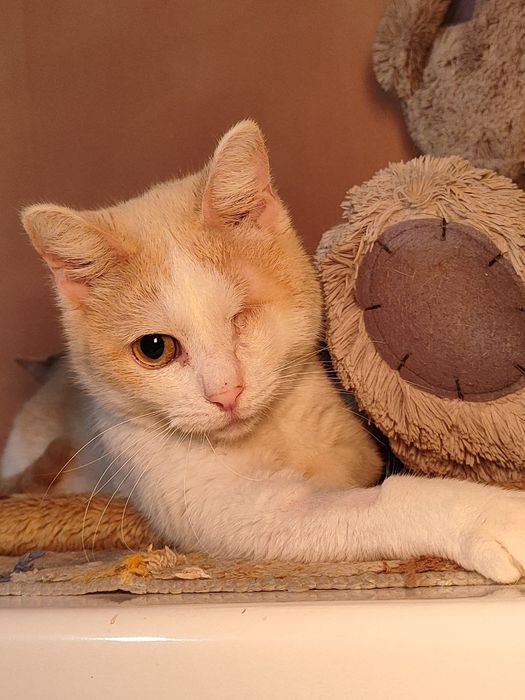 Очаровательный Котик ищет дом