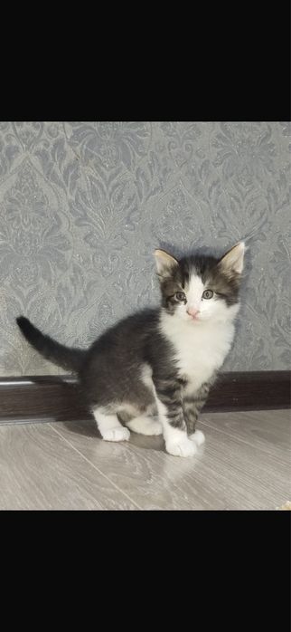 Мимимишные котята
