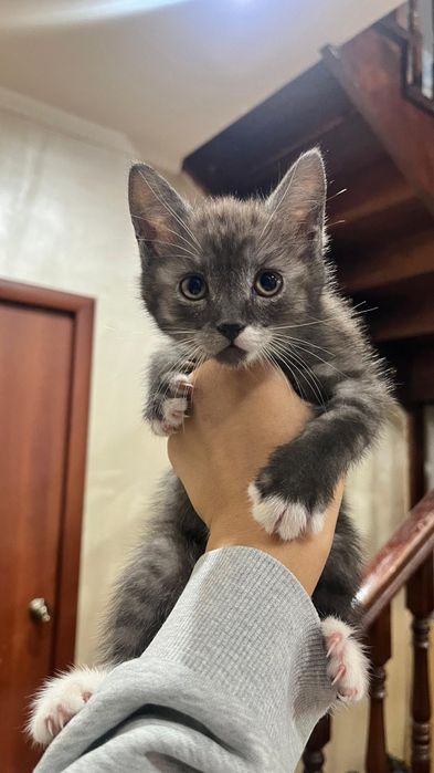 Котята девочки даром