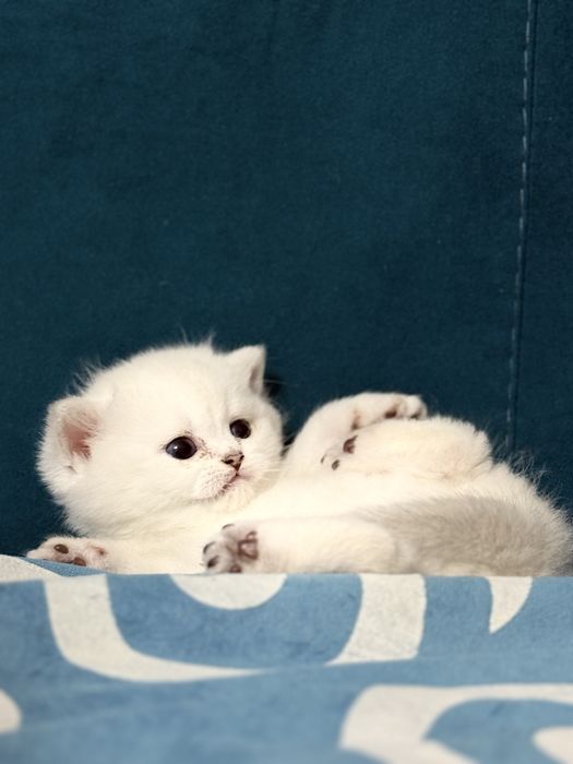 Продам британских котят шиншиллы