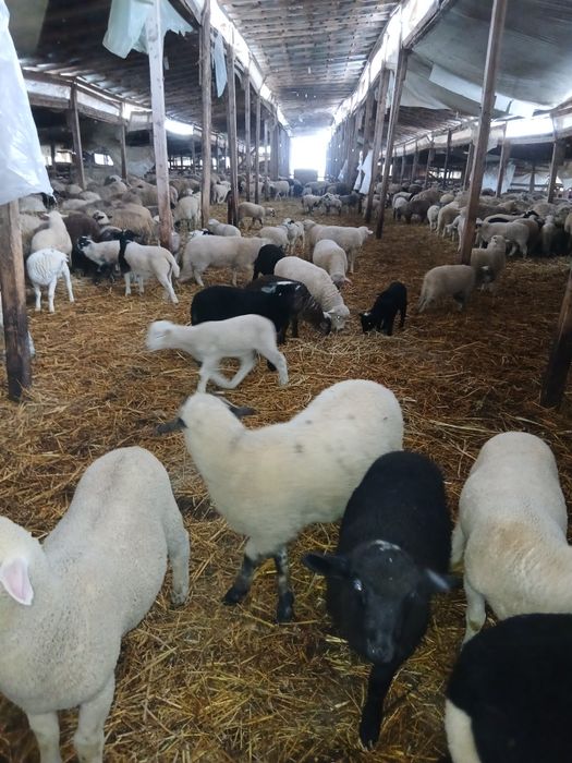 Miei de vânzarede la 20kg până la50kg