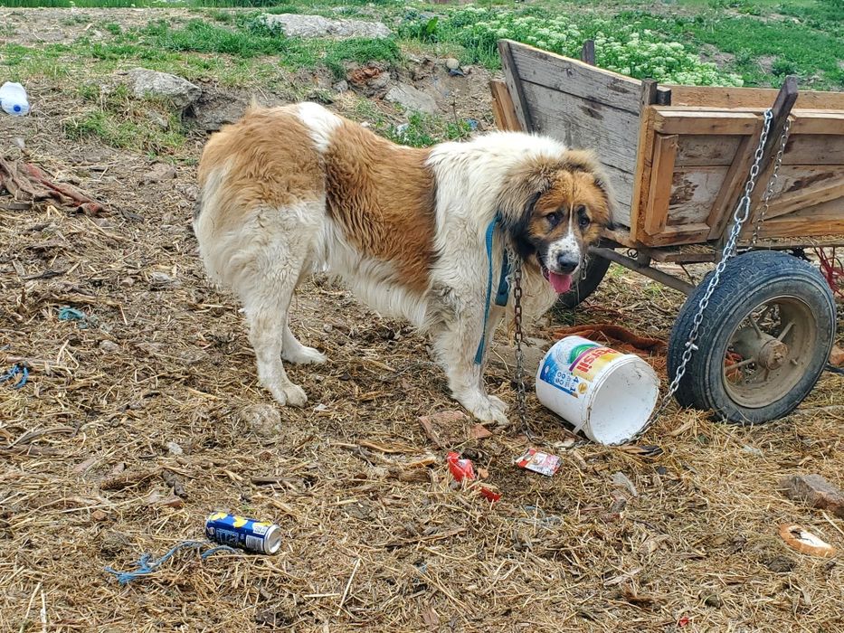 Câine ciobănesc  de vânzare