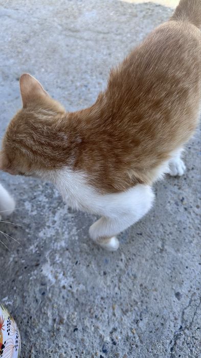 Продам лаского котенка в доброе руки