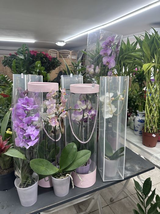 Продам комнатные  цветы в школу, для офиса и дома!