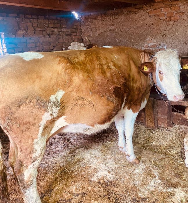 Vaca gestanta blanda