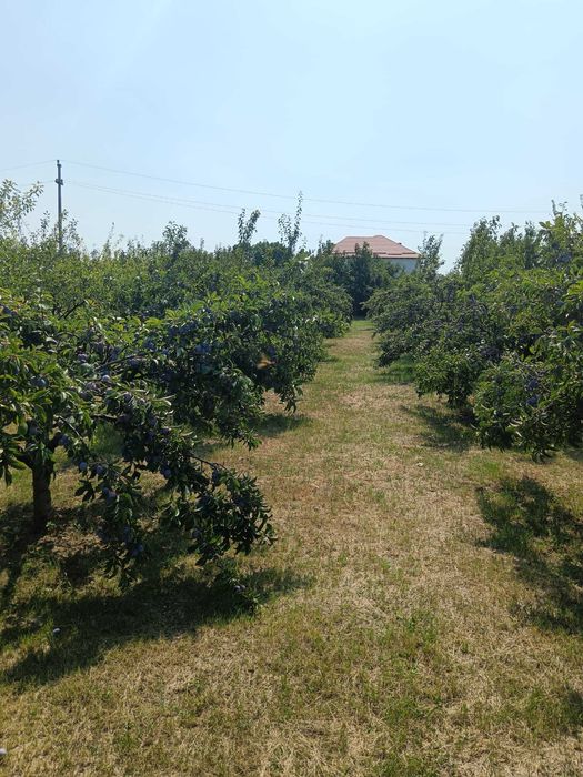 PRUNE de livadă pentru ȚUICĂ, GEM și MASĂ – mai multe SOIURI, preț avantajos!