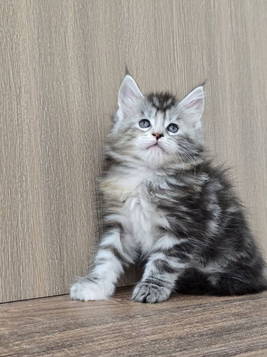 Шикарная девочка мейн-кун