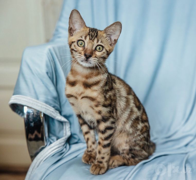 Бенгальские котята