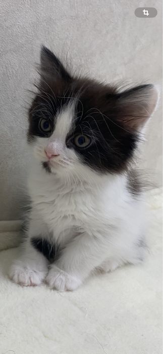 Котята два мальчика, одна девочка,  окрас далматинец)