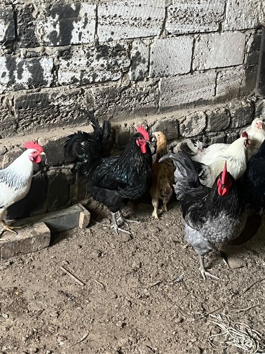 Тауықтар сатылады