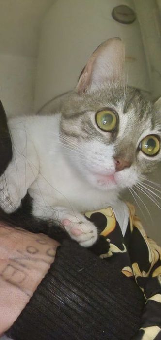 Donez pisici mari mici câini mari mici