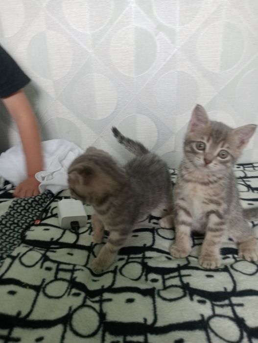 Британцы котята осталось 2