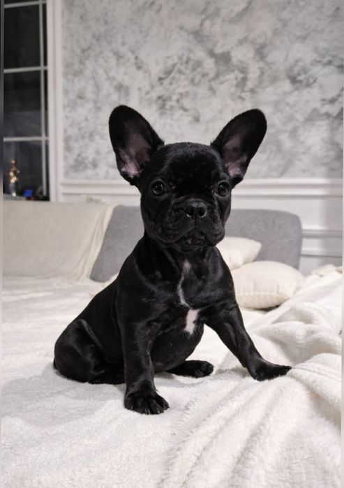 Bulldog francez Negru