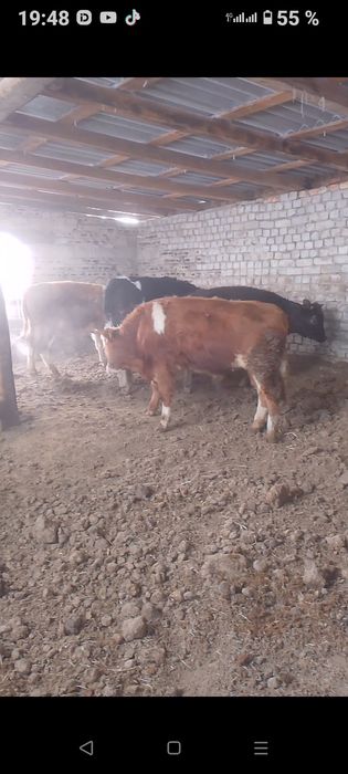 Продам 4 бычок 2 телки