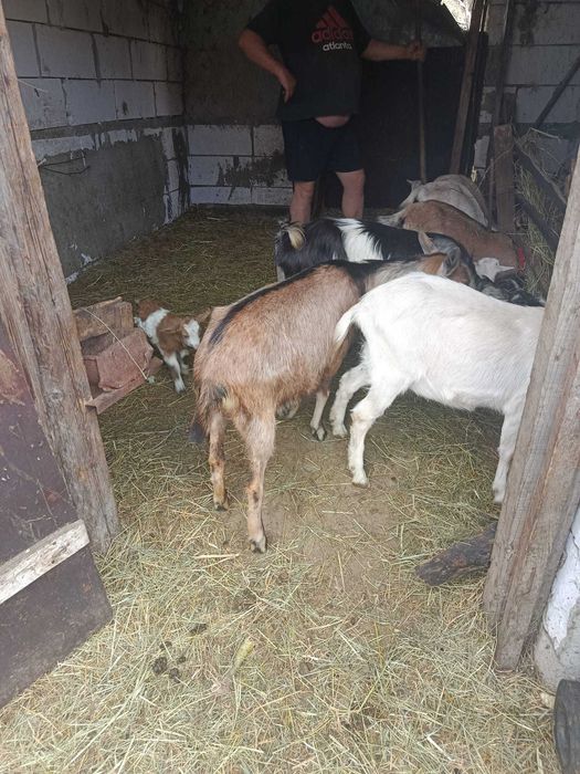 Capre  și țap de 1 an