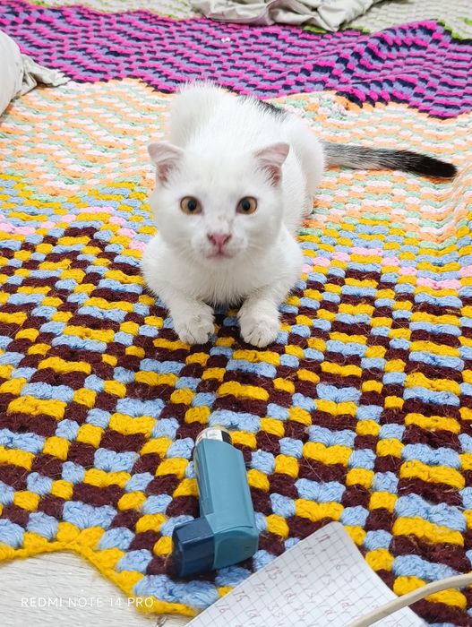 Котенок в добрые руки