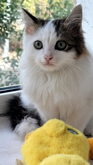 Котенок ищет дом