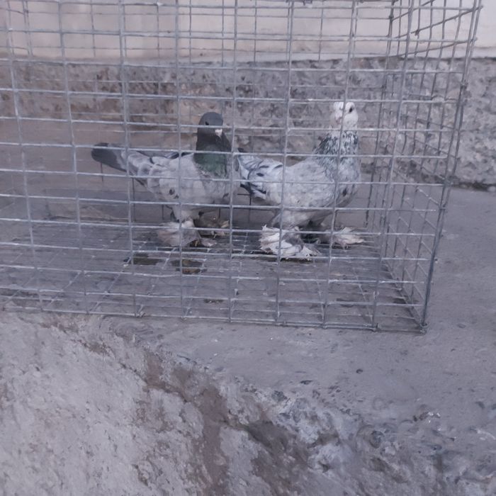 Челкар самец самка лет с игрой