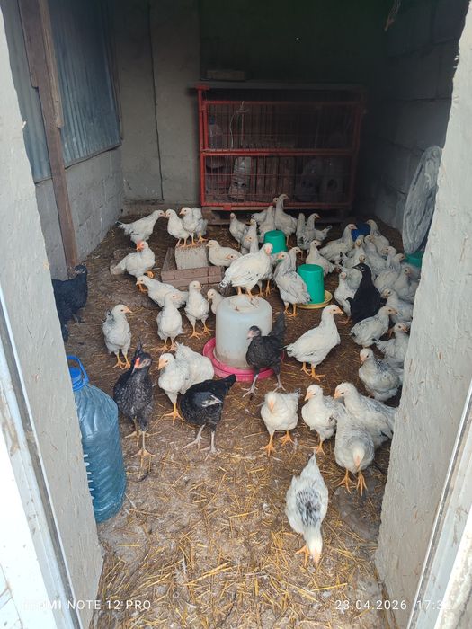 50 та адлер 5 та кора товук сотилади