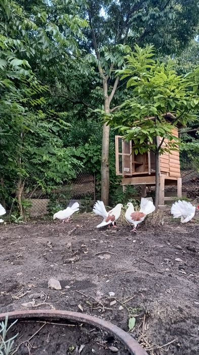 porumbei voltati ( rotati) curcanasi