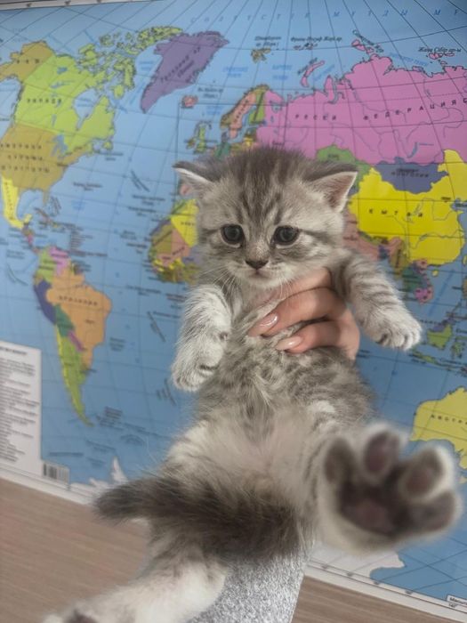 Продам  породистых котят