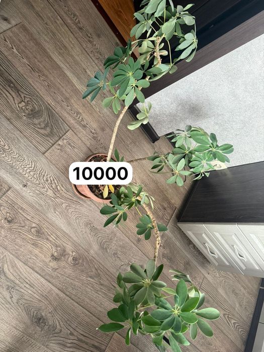 Продам разные комнатные цветы