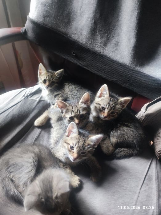 Отдам котяток в добрые руки