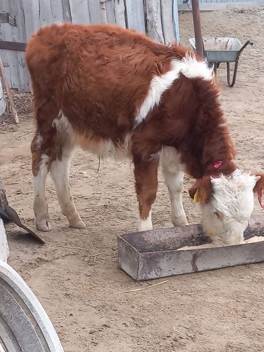 Еркек Баспак Сатылады