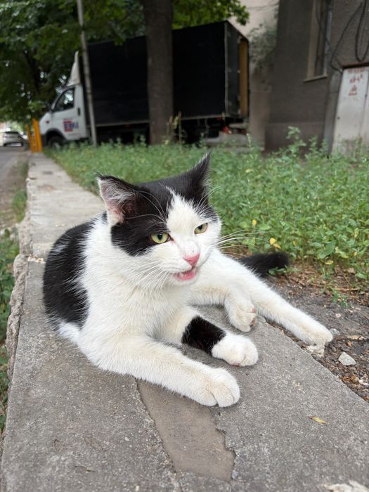 Котик  очень ласковый игривый