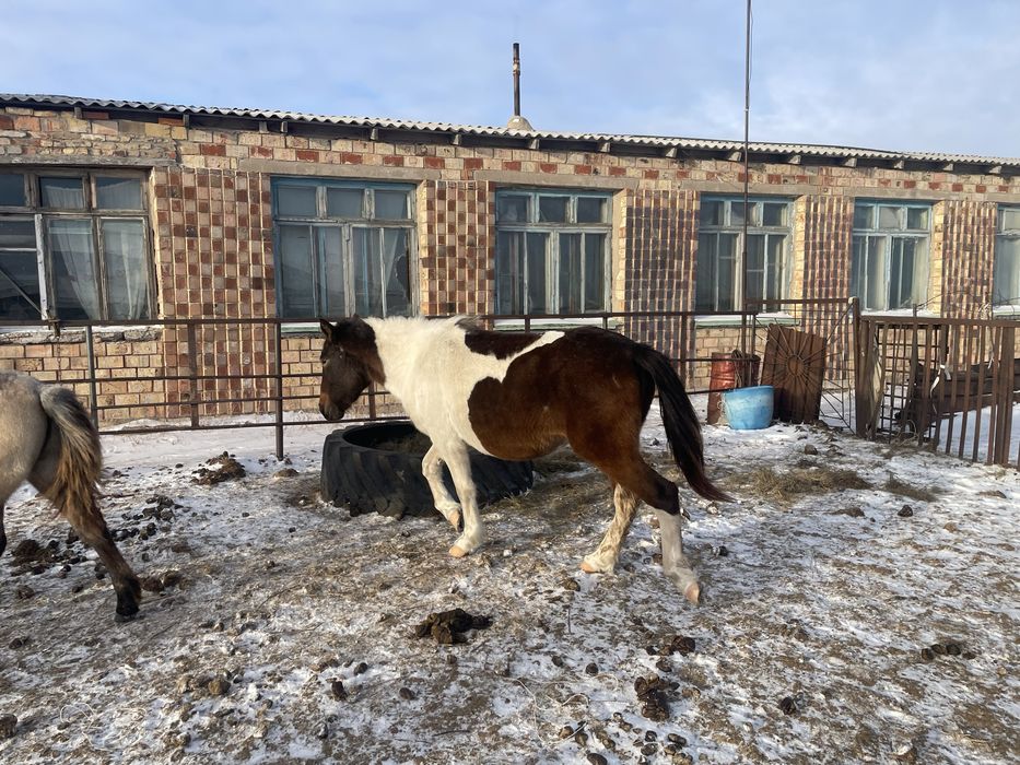 Жылкы, байтал, бие, тай 3.1млн