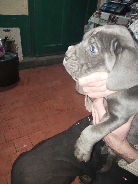 Малки сладурани Кане Корсо