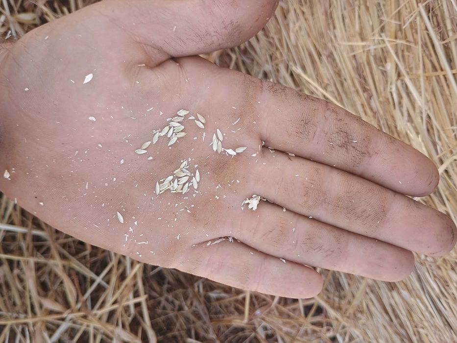 Рулонни бали ПРОСО със зърното