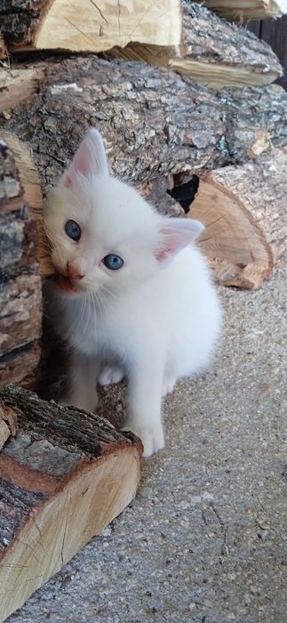 Бели котета с разноцветни очи