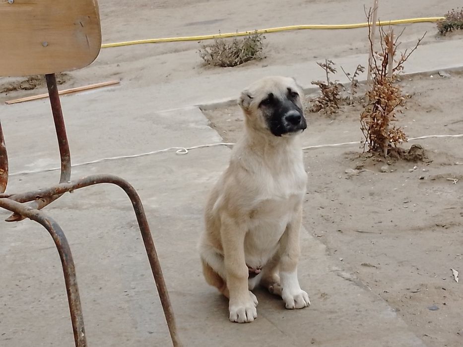 Кангал боласи угил бола 3 ойлик