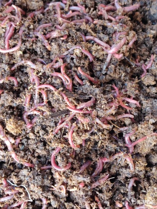 Kaliforniya qizil yomgʻir chuvalchangi