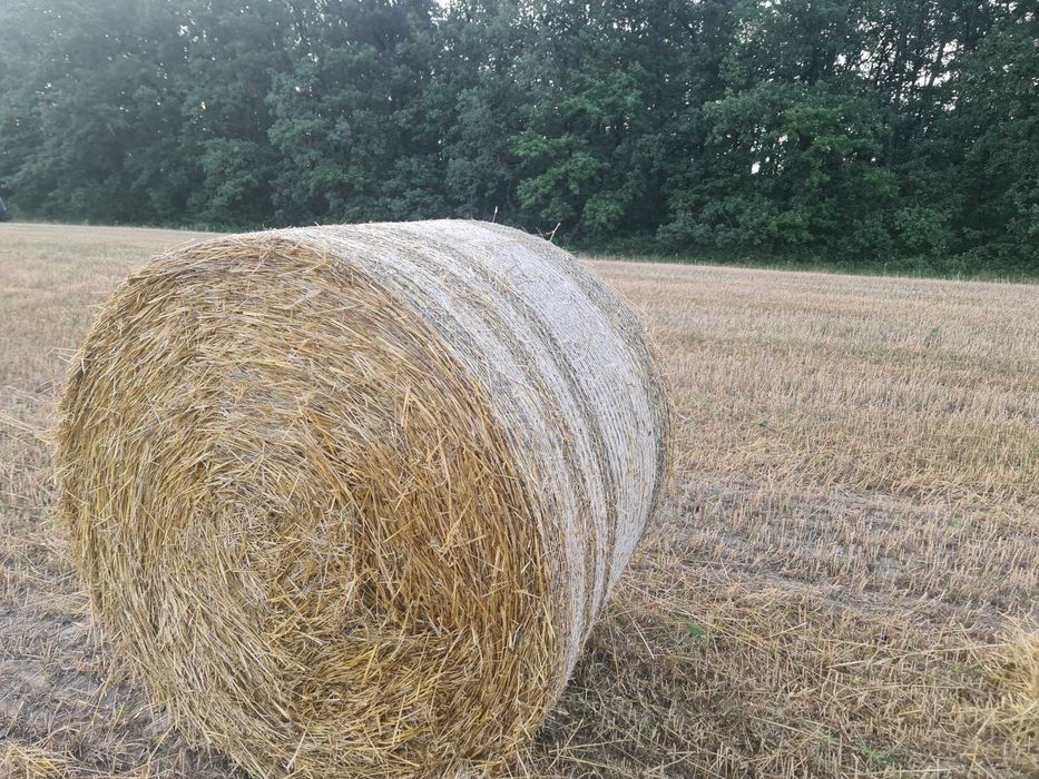 Vănd baloți de paie grău  160/120  70lei