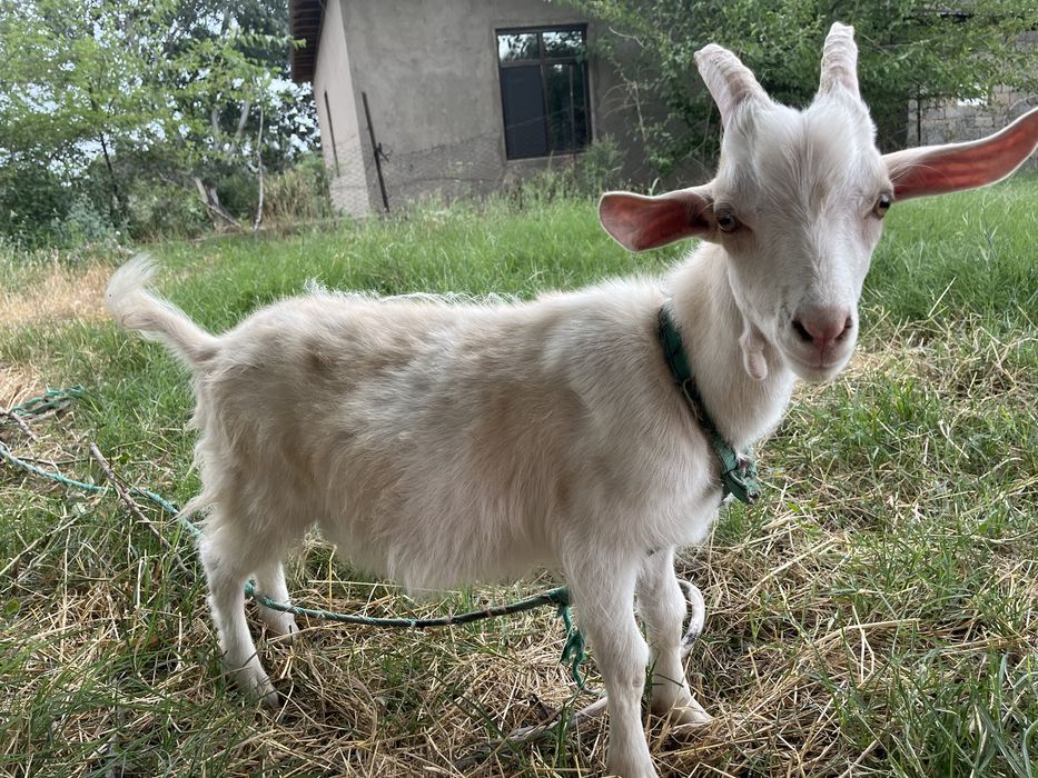 Ешкі баласымен