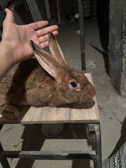 Har hil turdagi  quyonlar zotlilar