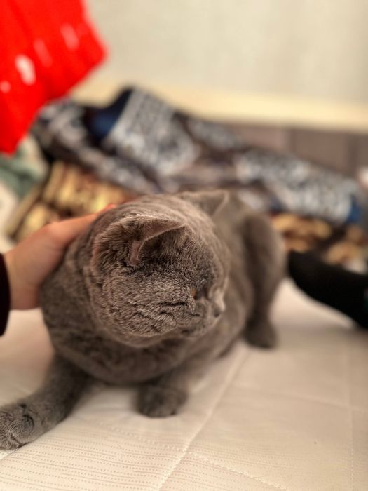 Mushuk Skotish fold britaniskiy sotiladi srochniy