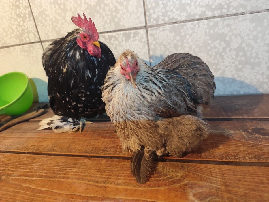 Карликовые кохинхины пара