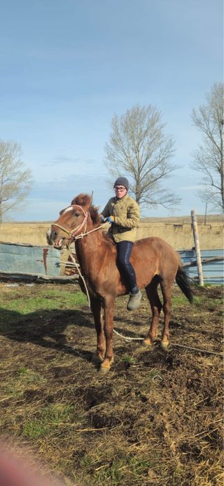 Жеребец 5-6 лет обученый