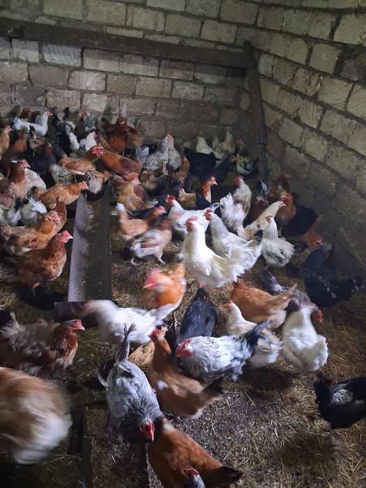 Продам молодых  кур