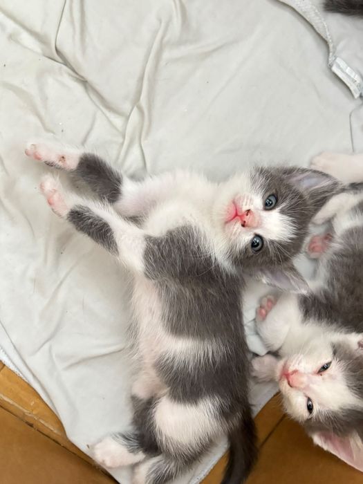 Очень милых Котят отдам в добрые руки