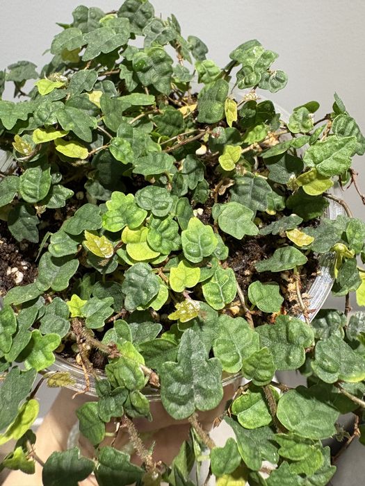 Фикус дуболистный, фикус эстер