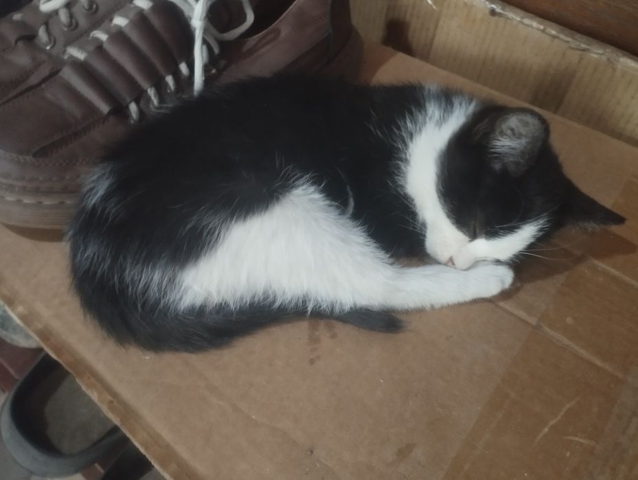 Отдам котенка крысоловки