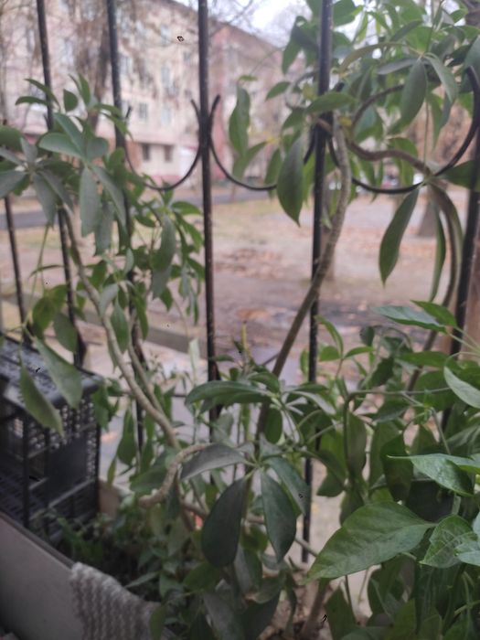 Шеффлера древесная